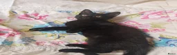Mixed Breed cats for sale: Three lovely female kittens  - Advert 5