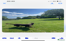 Cocker Spaniel dogs for stud: Stud for free Cocker Spaniel PLEASE READ AD - Image 6
