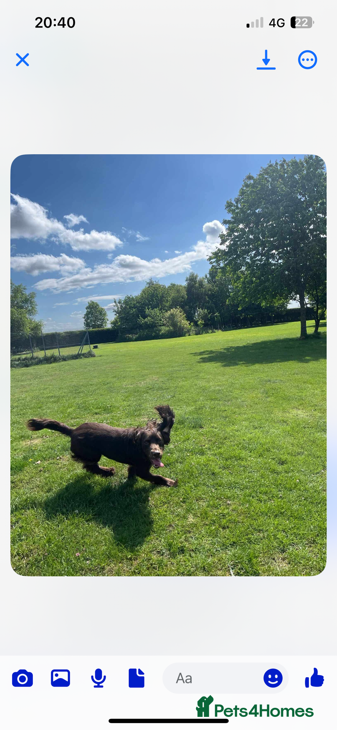 Cocker Spaniel dogs for stud: Stud for free Cocker Spaniel PLEASE READ AD - Image 6