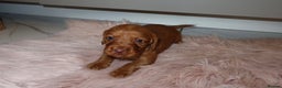 Cocker Spaniel dogs for sale: Gorgeous KC cocker spaniel puppies  - Advert 15