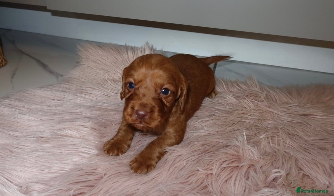 Cocker Spaniel dogs for sale: Gorgeous KC cocker spaniel puppies  - Advert 15