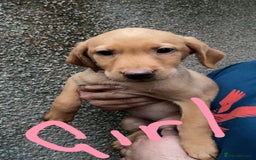 Labrador Retriever dogs for sale: Labrador Fox Red - Image 23