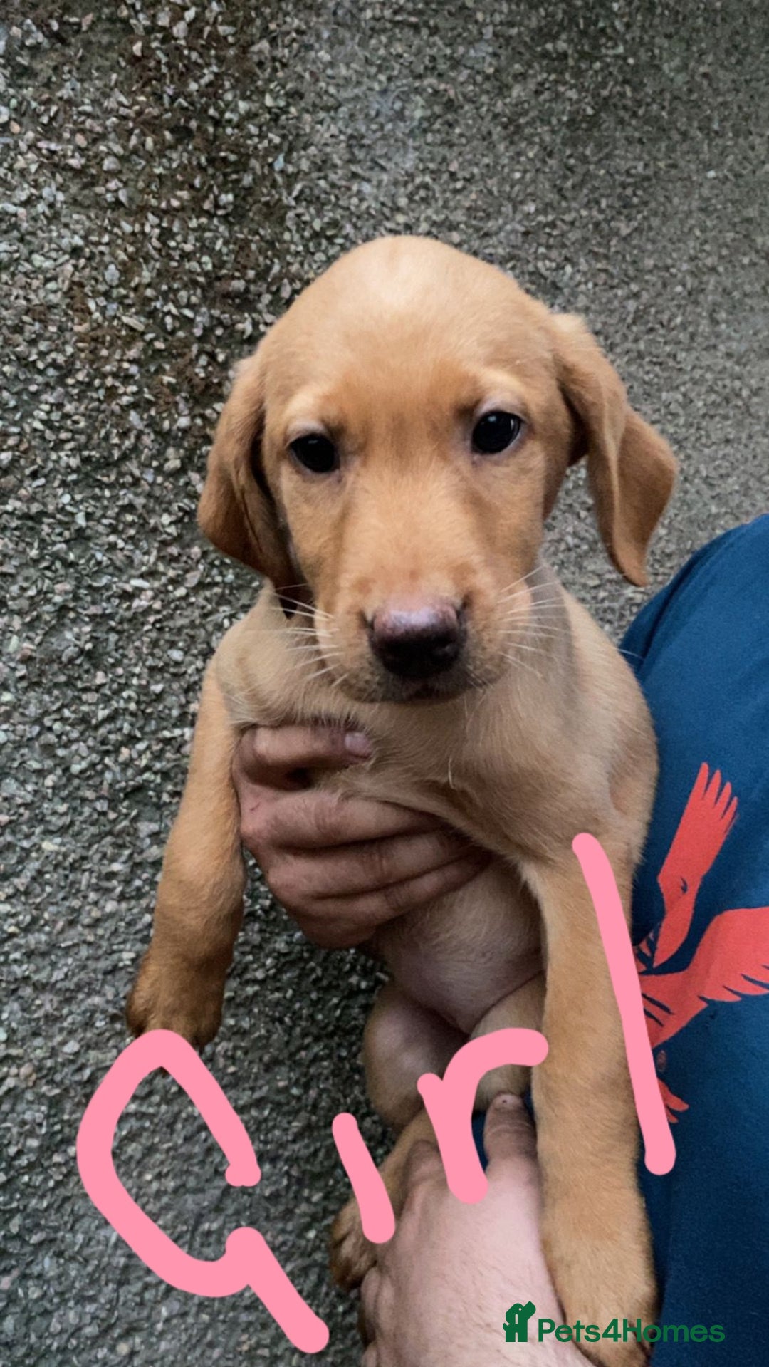 Labrador Retriever dogs for sale: Labrador Fox Red - Image 23