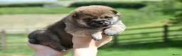 Japanese Shiba Inu dogs for sale: Exceptional Japanese Shiba Inu Puppies - Advert 20