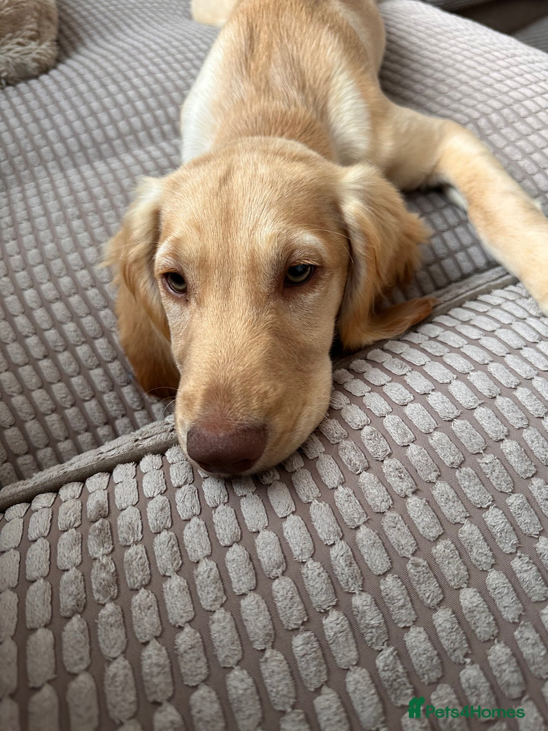 Sprocker dogs for sale: Sprocker spaniel 5 months old  - Image 12
