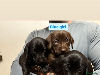 Labradoodle dogs - Advert 4