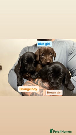 Labradoodle dogs - Advert 14