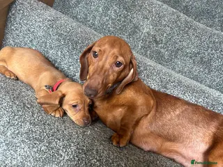 Miniature Dachshund dogs Beautiful Dachshund Puppies - Advert 1