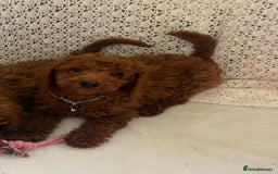 Cavapoo dogs for sale: health tested red cavapoo babies in Goole - Image 5