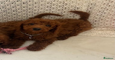 Cavapoo dogs in Goole - Advert 1