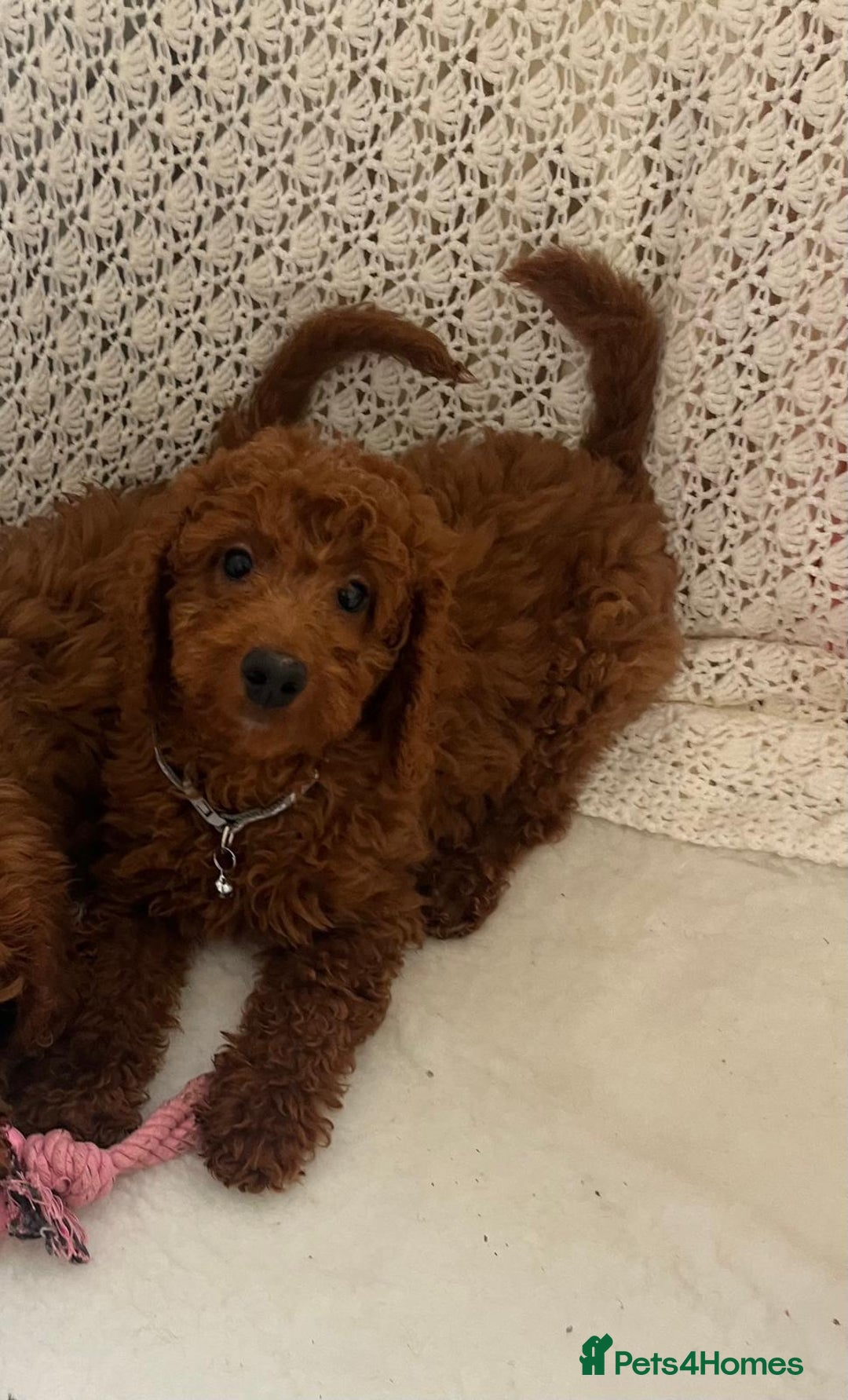 Cavapoo dogs for sale: health tested red cavapoo babies in Goole - Image 5