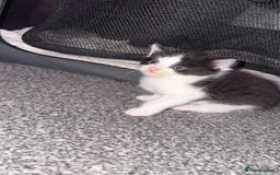 Mixed Breed cats for sale: 3 beautiful kittens available  - Image 13