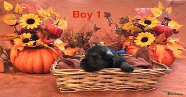 Miniature Schnauzer dogs - Advert 3