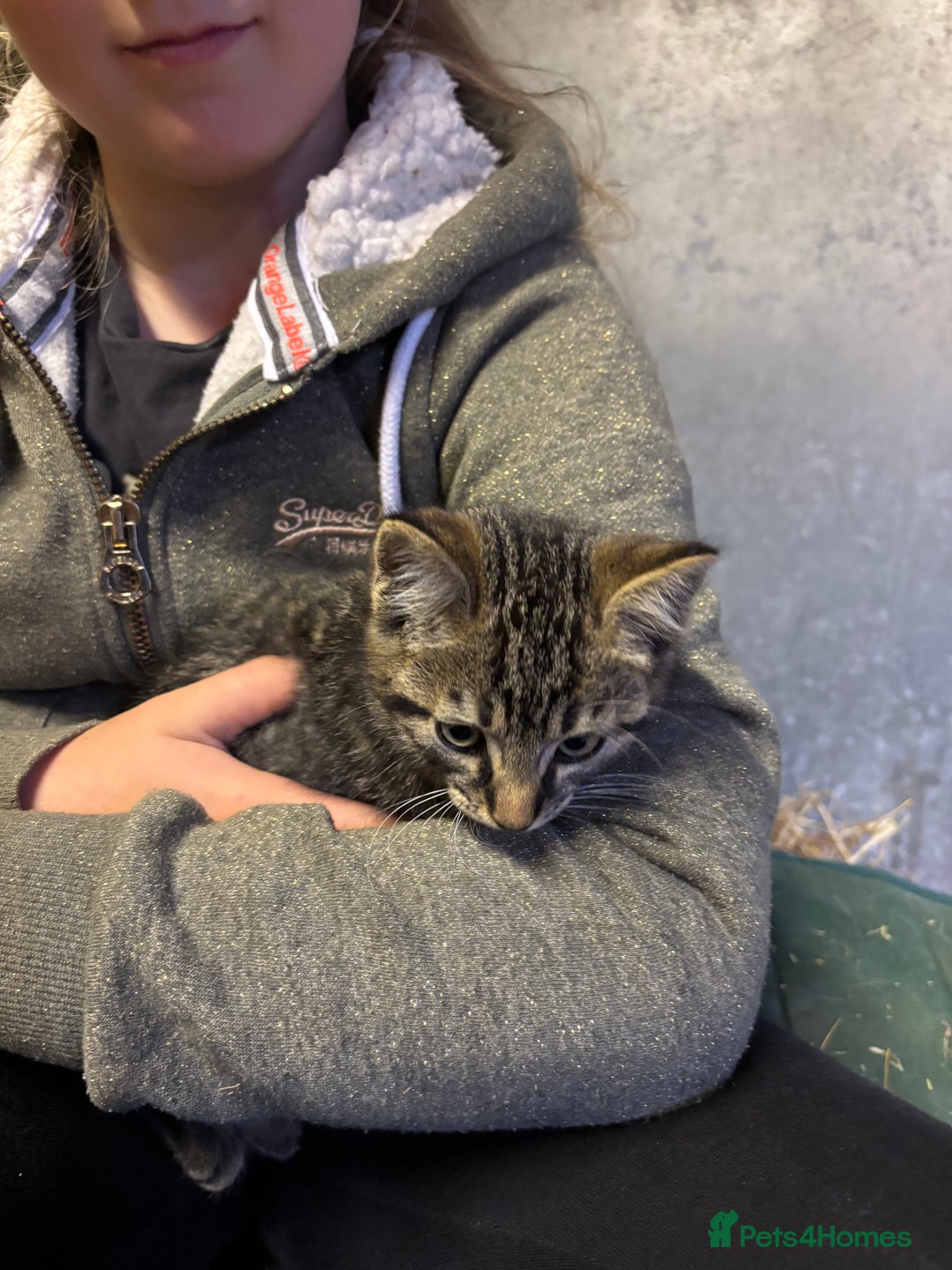 Mixed Breed cats for sale: Beautiful tabby kittens - Image 10