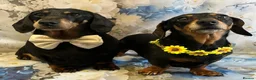 Miniature Dachshund dogs for sale: Male Miniature Dachshund For Sale  - Advert 5