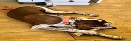 Bracco Italiano dogs for sale: Male Bracco Italiano  - Advert 5