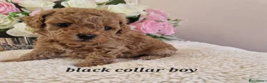 Cavapoochon 1
