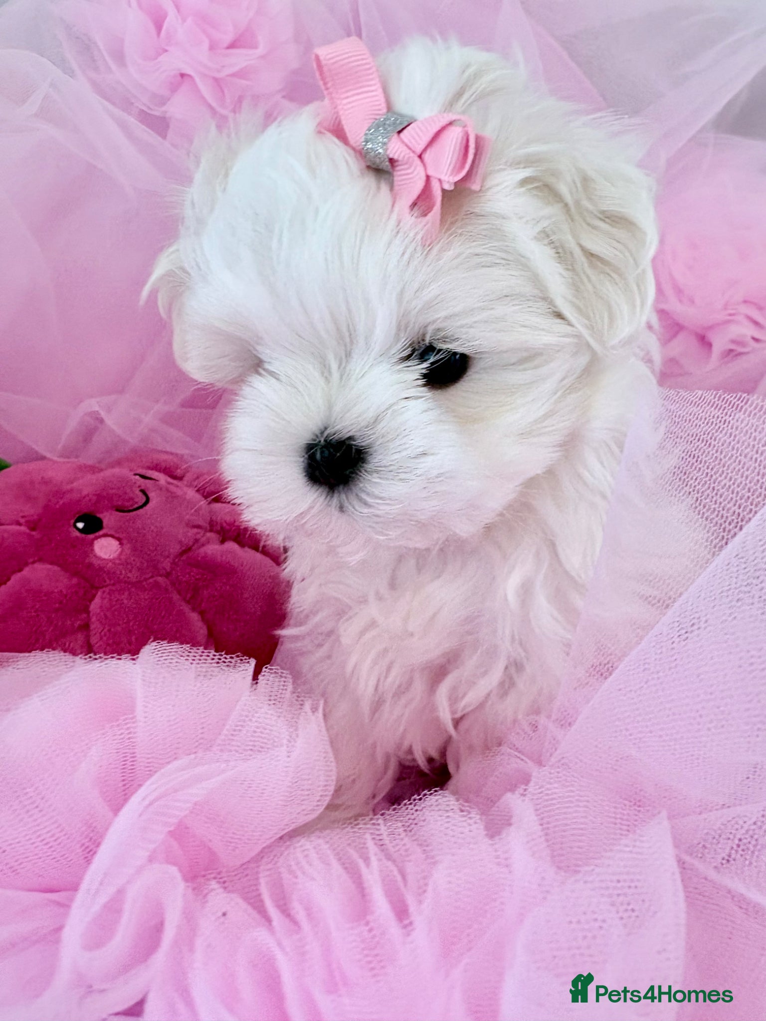 Maltese dogs 💗Gorgeous Korean baby girl 💗 - Advert 3