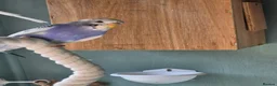 Budgerigars birds for sale: Baby budgies for sale - Advert 6