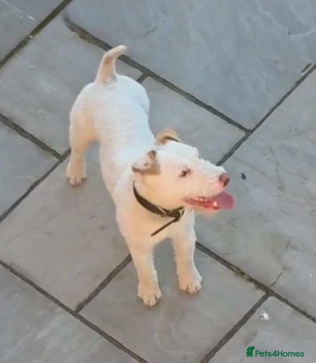 Jack Russell dogs for stud: The Geordie boy at stud 🖤🤍 in Prudhoe - Advert 1