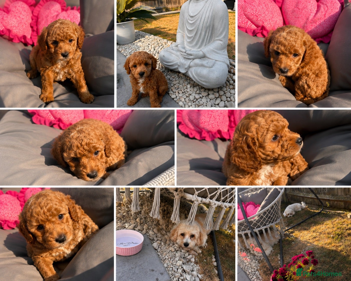 Cavapoochon dogs Miniature Cavapoochon Puppies for Sale - Advert 2
