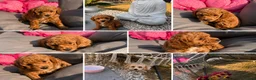 Cavapoochon dogs for sale: Miniature Cavapoochon Puppies for Sale - Advert 6