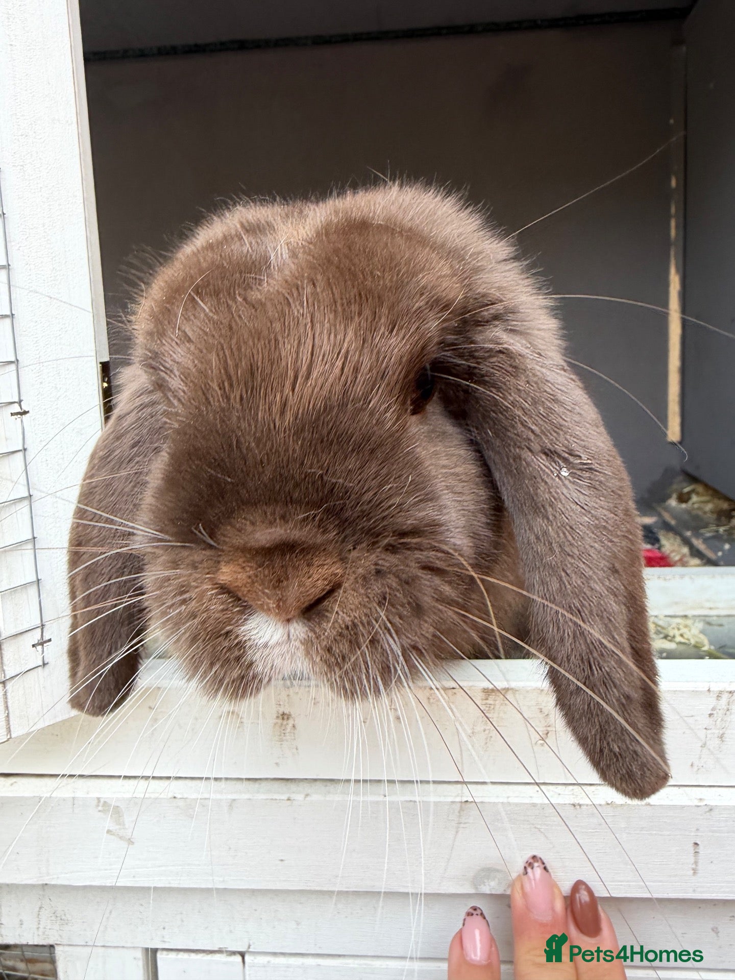 Mini Lop rabbits Chocolate mini lop female 6 months old  - Advert 2
