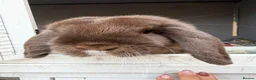 Mini Lop rabbits for sale: Chocolate mini lop female 6 months old  - Advert 1