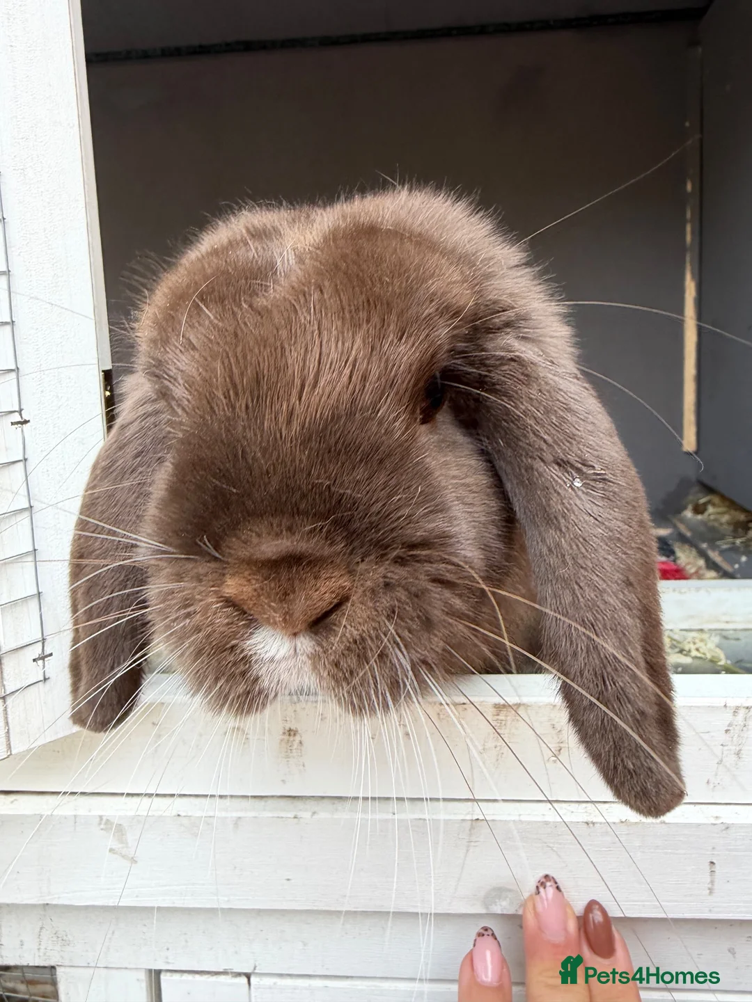 Mini Lop rabbits for sale: Chocolate mini lop female 6 months old  - Advert 1