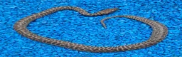 Python Snake reptiles for sale: Children's Python's Het T+Albino - Advert 4