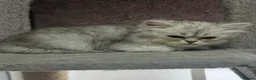 Persian cats for sale: Beautiful long haired Persian Kittens - Advert 35