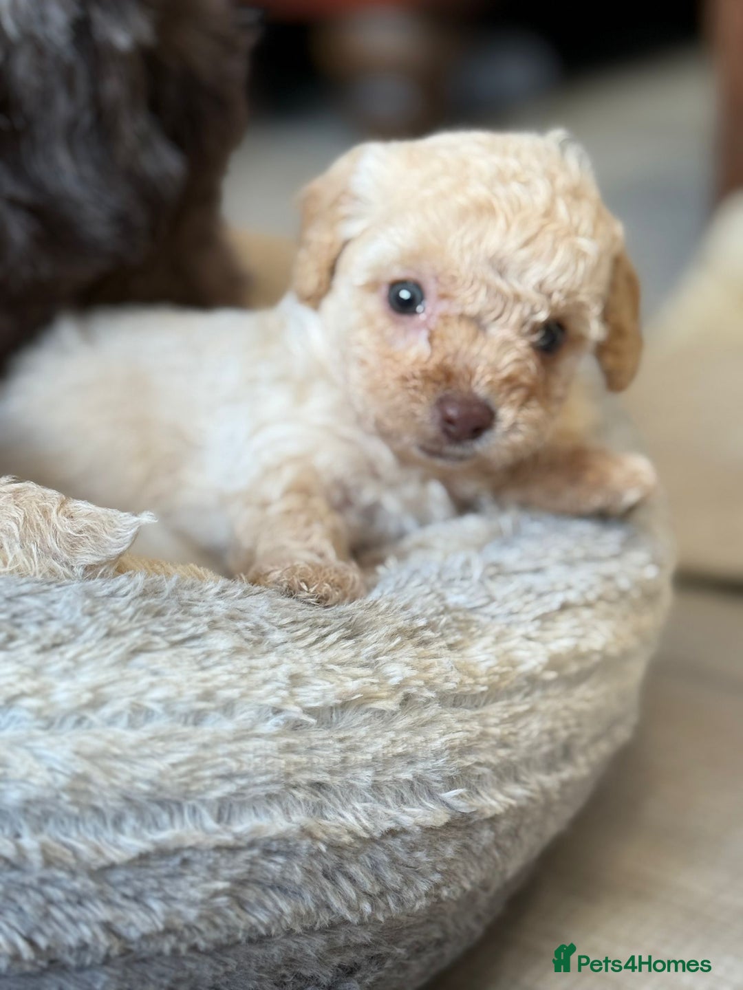 Shihpoo dogs for sale: ✨ Beautiful Shihpoo Puppies ✨  - Advert 7