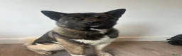 Akita dogs for sale: Sweet and Handsome American Akita Boy - Advert 2
