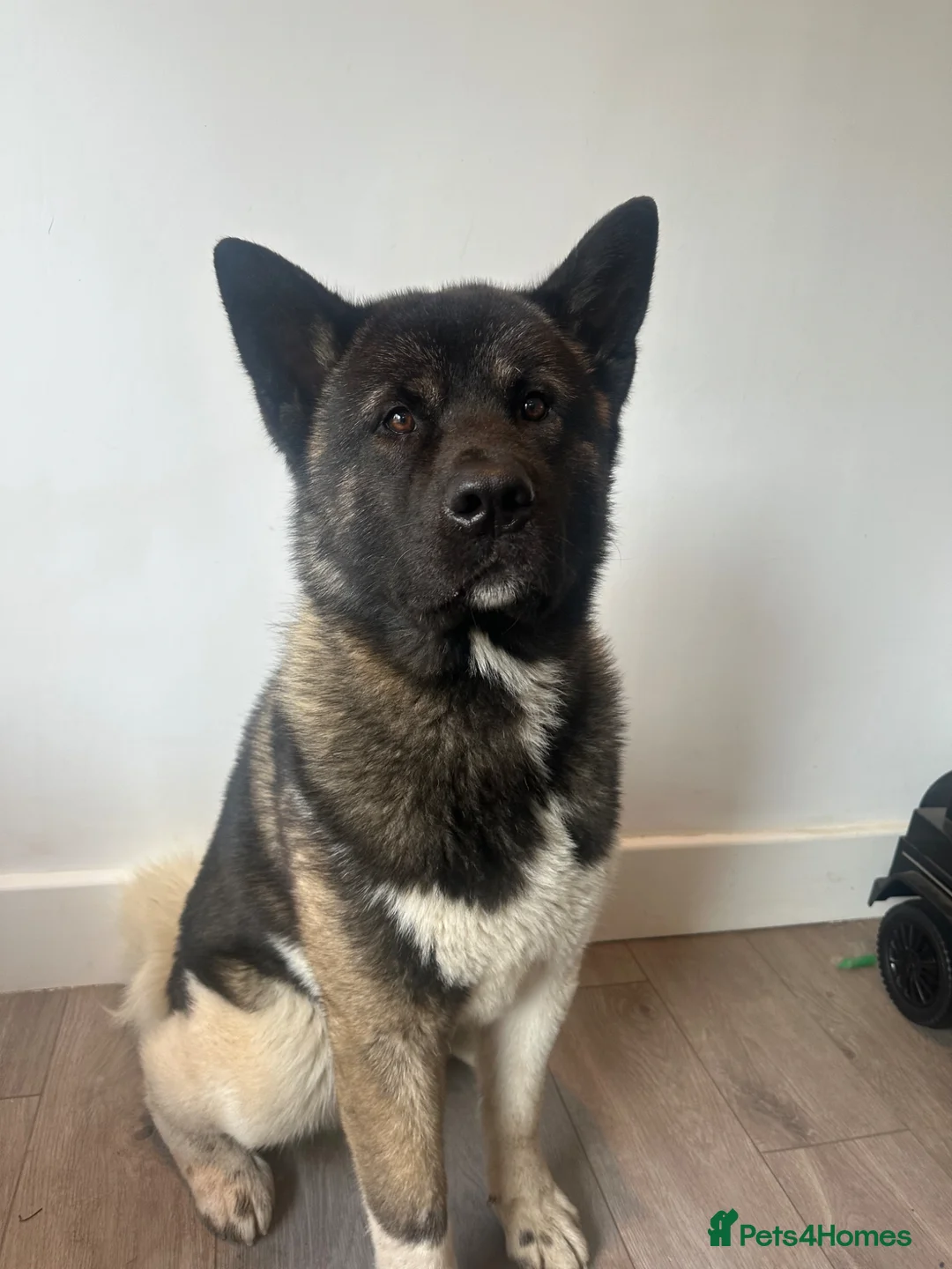 Akita dogs for sale: Sweet and Handsome American Akita Boy - Advert 2