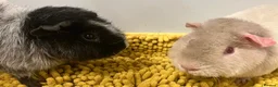 Guinea Pig rodents for sale: Teddy type boys/boars/males in Swindon - Advert 6
