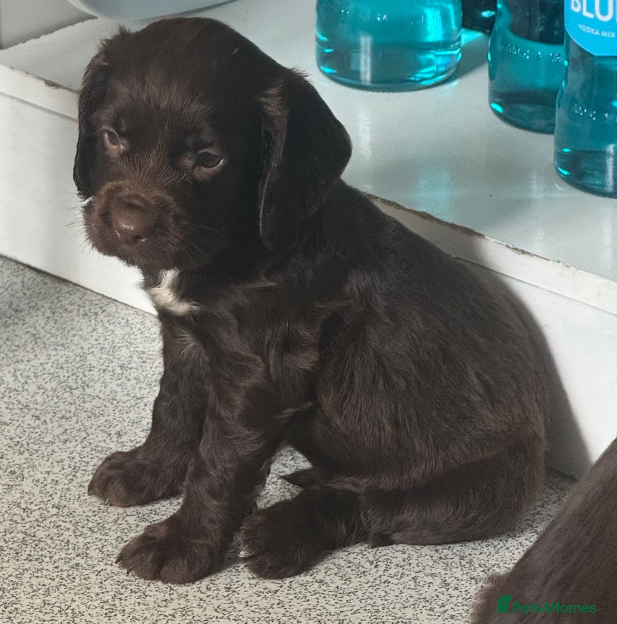 Sprocker dogs Beautiful Sprocker Pups..  - Advert 1