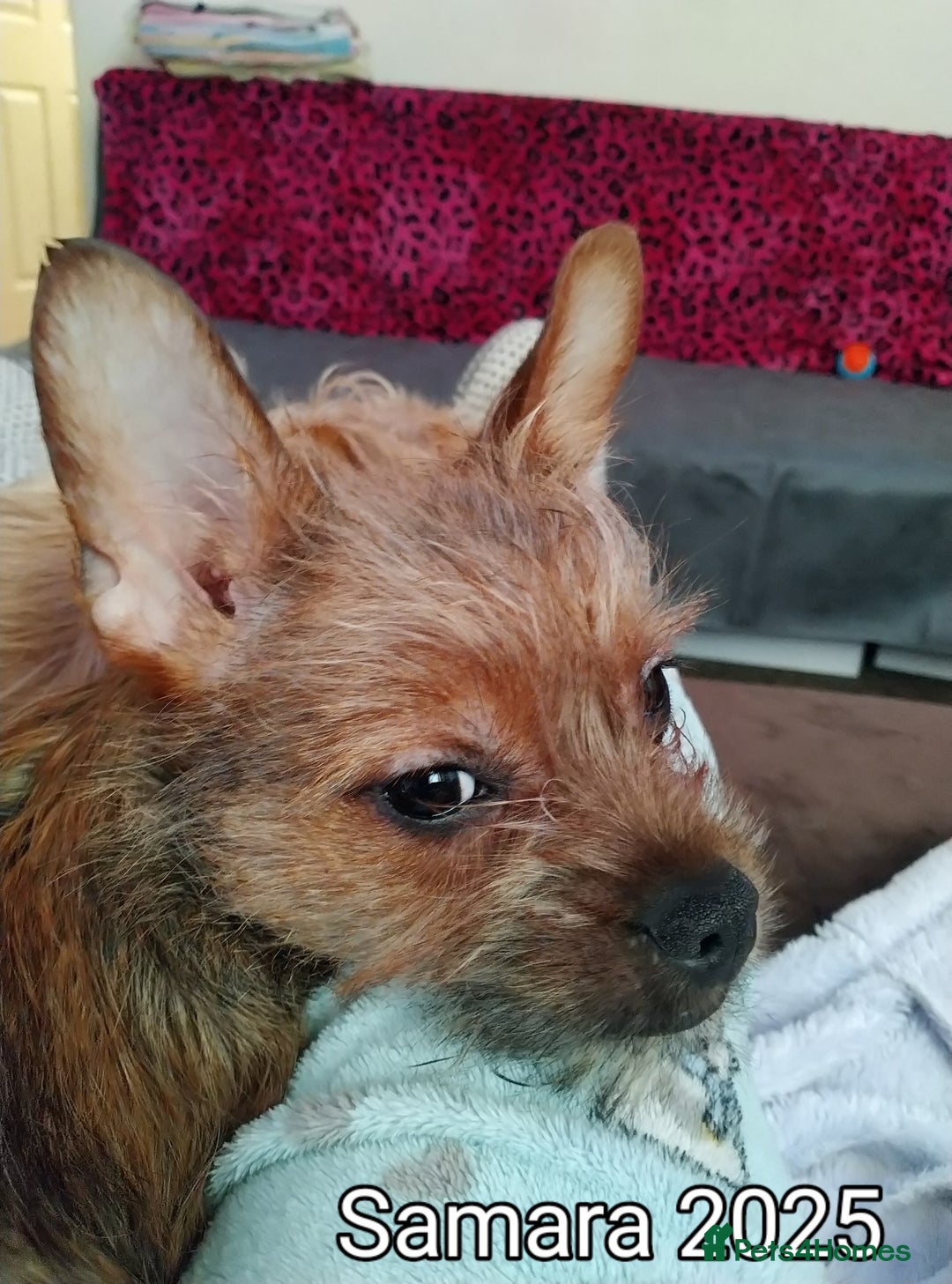 Mixed Breed dogs for sale: Frorkie female for free - Image 1