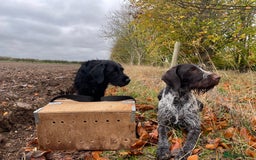 German Wirehaired Pointer dogs for sale: PUPS DUE 25th September  - Image 6