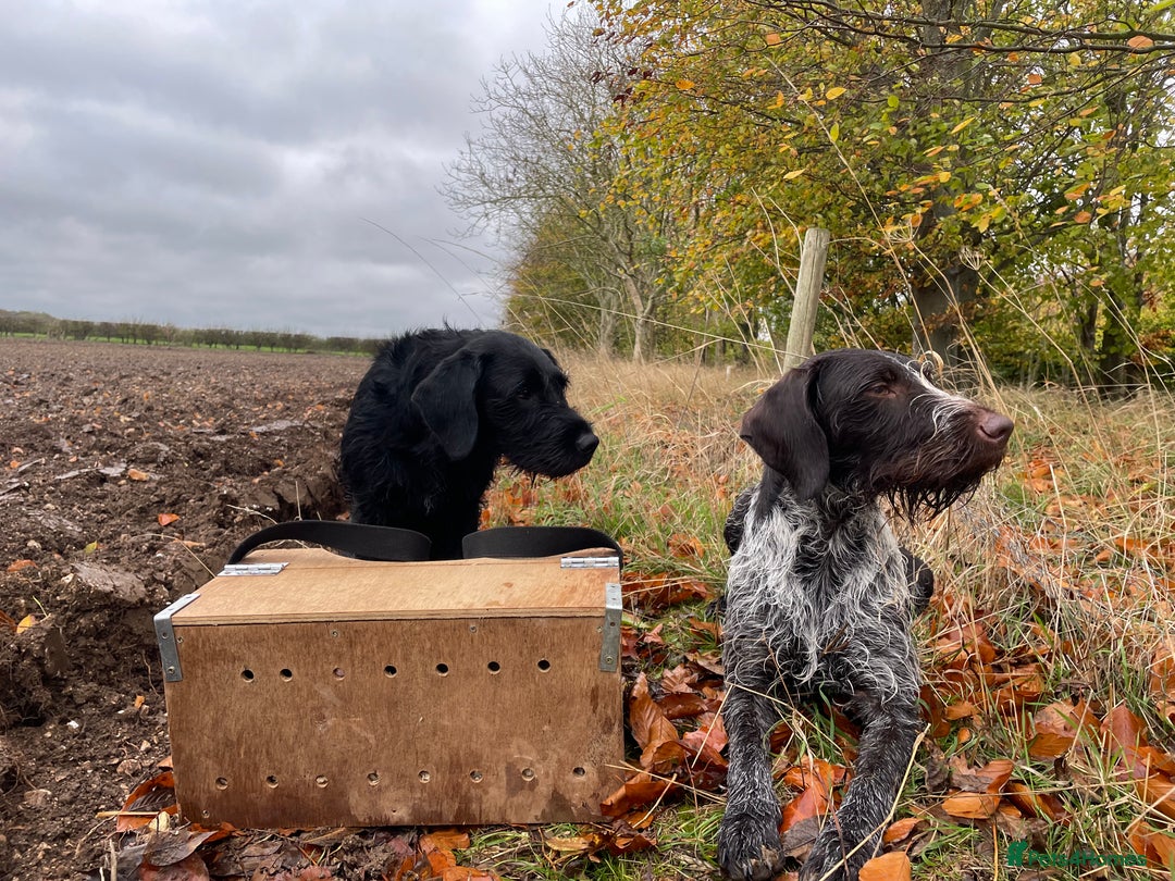 German Wirehaired Pointer dogs for sale: PUPS DUE 25th September  - Image 6