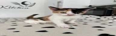 Kitten 2
