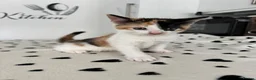 Mixed Breed cats for sale: Beautiful Calico and bicolour Kittens!! - Advert 16