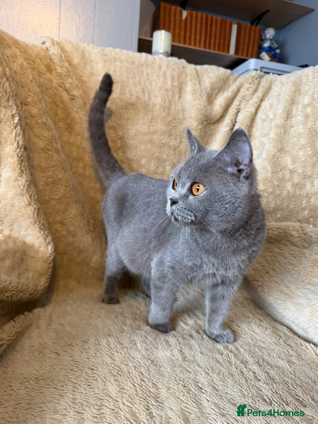 British Shorthair cats for sale: Beautiful British Shorthair Queen – Paris  - Advert 2
