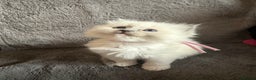 Ragdoll cats for sale: Genetically tested parents 6 Adorable Kittens  - Advert 3
