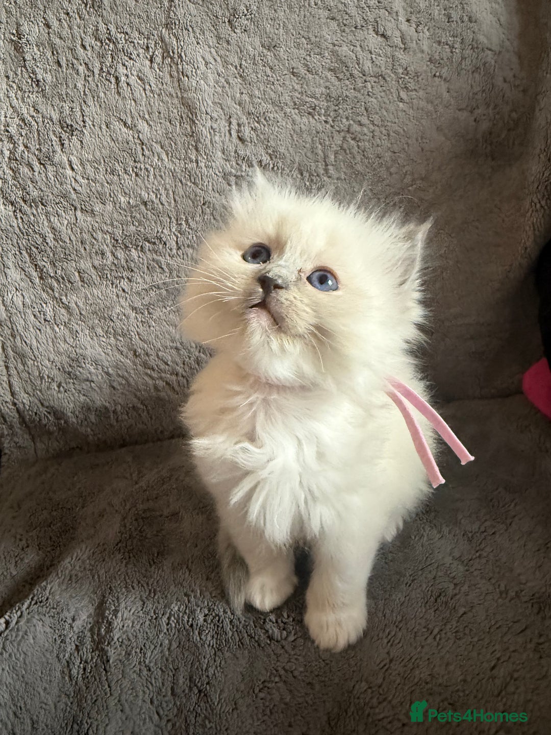 Ragdoll cats for sale: Genetically tested parents 6 Adorable Kittens  - Advert 3