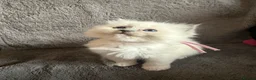 Ragdoll cats for sale: 2 Genetic tested pure Ragdoll Tortie Girl’s Ready - Advert 7