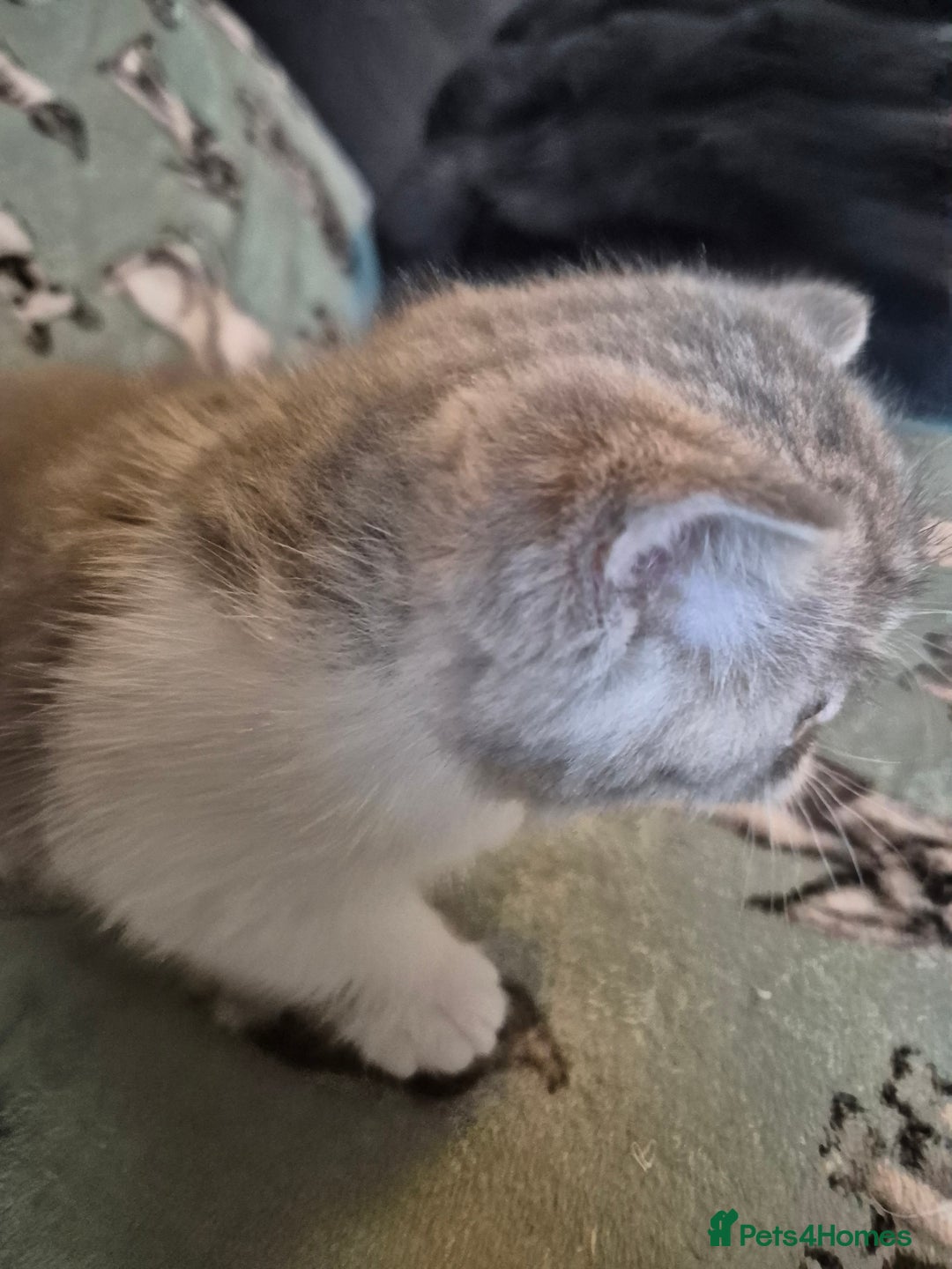 Selkirk Rex cats for sale: Pedigree selkirk rex girls non curly - Advert 40