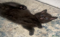 Ragdoll cats for sale: (2 GIRLS LEFT) 3 BiColour Ragdoll Ready in 3Weeks - Image 17