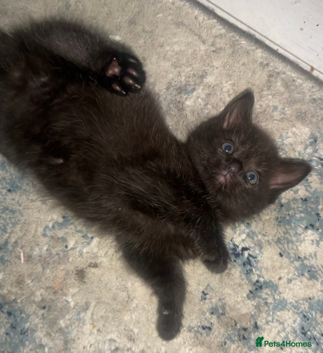 Ragdoll cats for sale: (2 GIRLS LEFT) 3 BiColour Ragdoll Ready in 3Weeks - Image 17