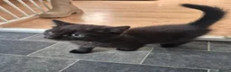 Mixed Breed cats for sale: Beautiful little boy  - Advert 4