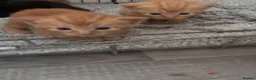 Mixed Breed cats for sale: Tortishell queen has had beautiful babies - Advert 4